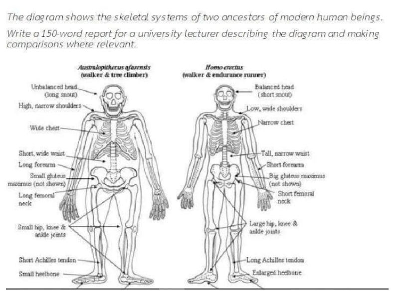 ielts task 1 process - skeletal systems of two ancestors of modern human beings